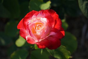 red and white rose wd